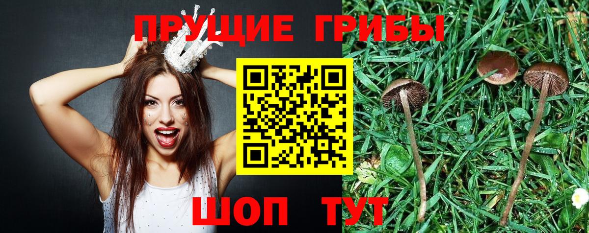 Михайловск  Псилоцибиновые грибы Psilocybine cubensis  Вход с VPN 